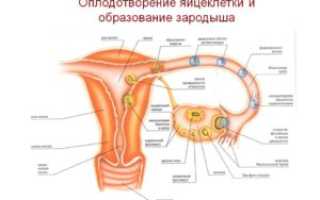 Через сколько дней после овуляции происходит имплантация эмбриона